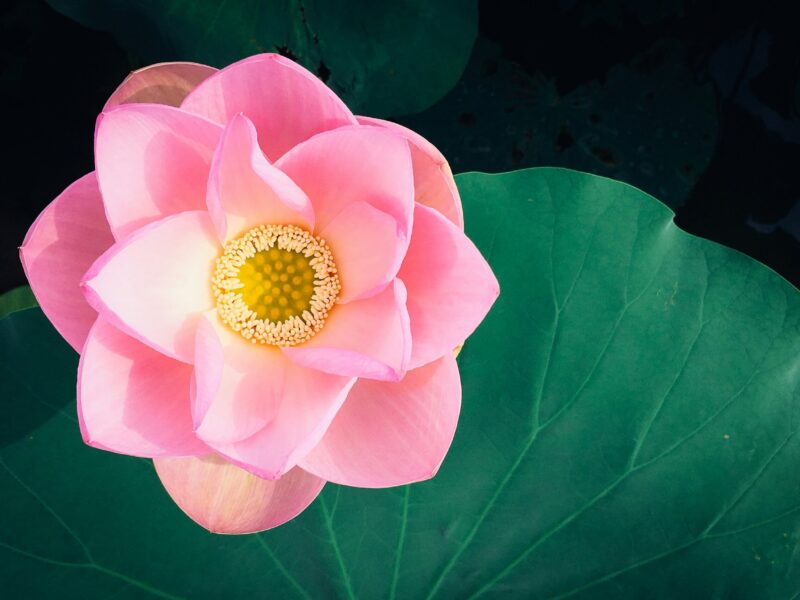 Il Samādhi nella meditazione