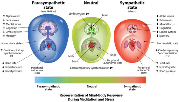 Representations-of-mind-body-response-during-stress-and-meditation-The-figure