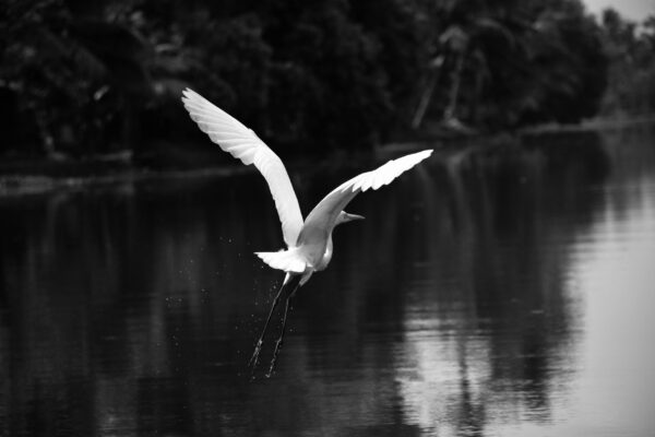 pexels-abhinavcoca-674804