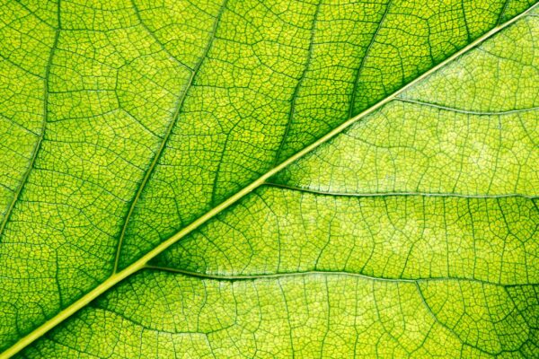 tadeusz-zachwieja-Ie0wFZsWdlc-unsplash(2)